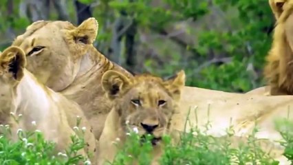 Newborn Hyena was stolen by male Lion, The angry Hyenas rushed to recapture