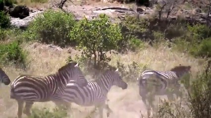 OMG! Mother Zebra Knocked Out The Male Lion To Save His Baby Synthesize The Lion's Failed Hunting