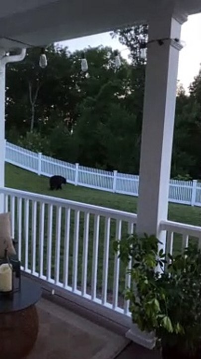 Bear Tears Down Backyard Fence with Ease