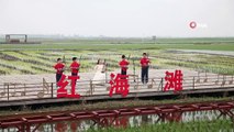 - Çin’de Kızıl Plaj’da müzik festivali