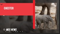 “LESTER” EL NUEVO INTEGRANTE DE ELEFANTES AFRICANOS EN AFRICAM SAFARI