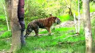 The forest bangol tiger video.