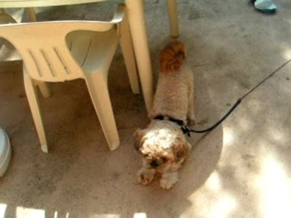 MON CHIEN