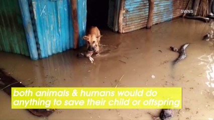 Watch as This Brave Dog Save Her Puppy From Flood Water