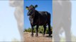 Cow that escaped Pico Rivera slaughterhouse arrives at farm sanctuary in | OnTrending News