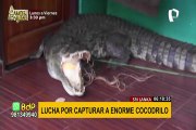 ¡Terrorífico hallazgo! Niña encuentra cocodrilo de casi tres metros en la puerta de su casa