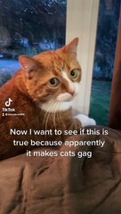 Stroking Comb Makes Cat Gag