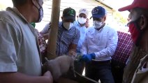 Sanidad Animal determina cerdos en Montecristi murieron por neumonía