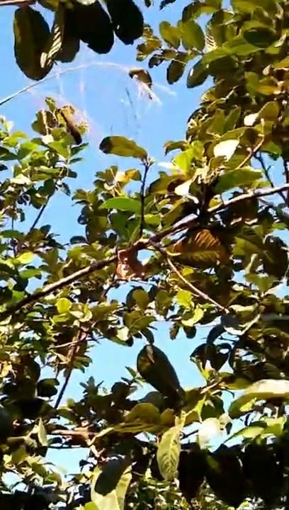 Coleiro\papa-capim comendo semente de capim aqui no quintal