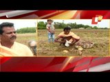 Farmers Observe Akshaya Tritiya In Odisha Amid Covid Restrictions | Updates From Bhubaneswar