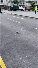 Quand la police sauve un oiseau d'un rat... sans le vouloir