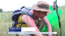 ENVIRONNEMENT / L'ambroisie s'enracine sur les bords de Loire