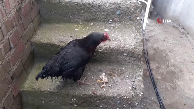 Sel sularında ölen yavrusunun başından ayrılmadı