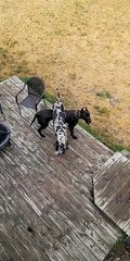 Goofy Great Danes Get A Bit Tangled Up