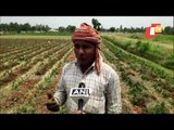 Farmers Destroy Crops In UP As They Suffer Huge Losses