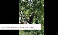 Un oso se sube a un cerezo para ponerse morado