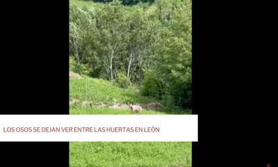 Los osos se dejan ver entre las huertas en León