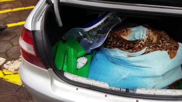 Delegada fala sobre prisão de suspeitos envolvidos em série de roubos; fardos de maconha também foram encontrados