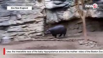 The irresistible race of the baby hippopotamus around his mother: video of the Boston Zoo