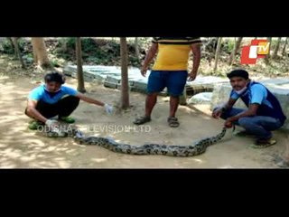 Python Rescued From Tree In Ganjam