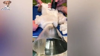 Here Are Some Hilarious Pets, Just To Make Your Day Better