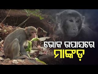 Monkeys Search For Food In Koraput Jeypore Ghat Road
