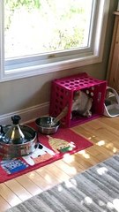 Ginger Cat has Weird Way to Play