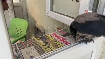 Kasiyer karga görenleri şaşırtıyor