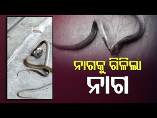 Two Cobras Spotted Fighting At A House In Koraput