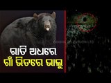 Three Bears Stray Into Village In Balasore, Locals In Panic