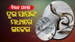 Watch- 2 Snakes Engage In Fierce Fight In Sunabeda (Odisha)