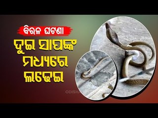 Watch- 2 Snakes Engage In Fierce Fight In Sunabeda (Odisha)