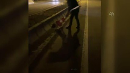 Son dakika! Ağrı'da polisin kara yolunda mahsur kalan kirpiyi kurtarması kameraya yansıdı