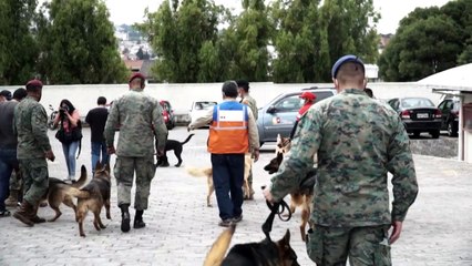 Dogs in Ecuador are trained to sniff out Covid