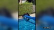 Bear takes cubs for a swim in Canadian pool amid heatwave