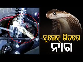 WATCH Cobra Rescued From Inside Bullet In Jajpur