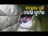 Fake Gutka Manufacturing Unit Busted In Cuttack
