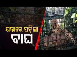 Watch- Leopard Captured In Kerala's Idukki