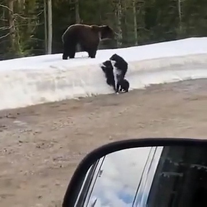 Mumma Bear Is Extremely Scary