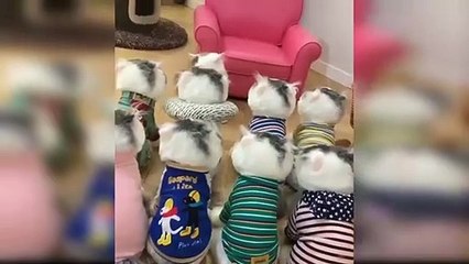 Try Not To Laugh or Grin While Watching Funny Pet Videos - compilation 2021