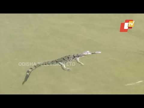 Gharials Spotted In Mahanadi At Satkosia Tiger Reserve After Decades