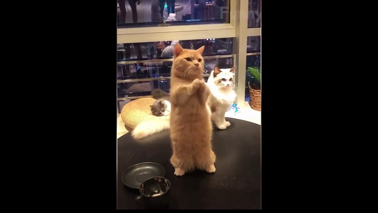 TRY NOT TO LAUGH | MEME EDITION V  2