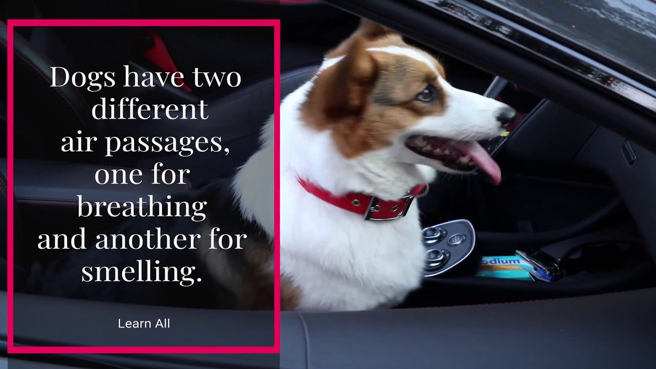 Amazing Facts About Dogs | dog facts | Animal facts