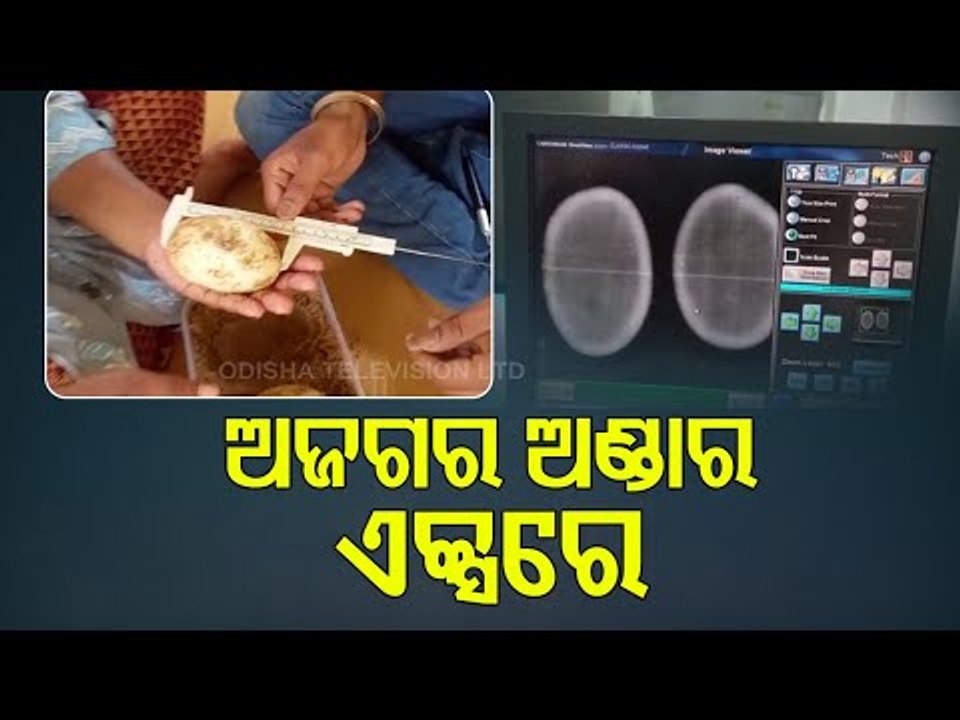 X-Ray Of Python's Eggs Conducted In Bhubanewar