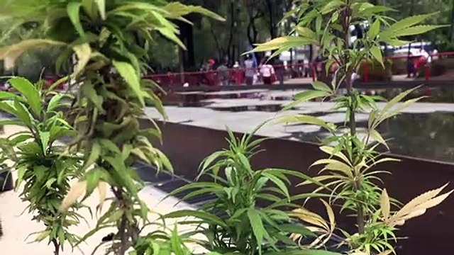 Corte Suprema de México despenaliza el uso lúdico de la marihuana