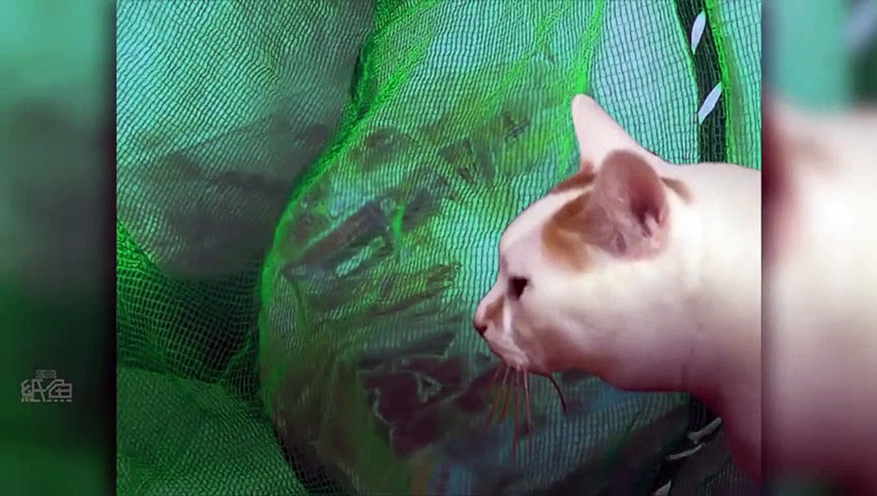 Horror cat
