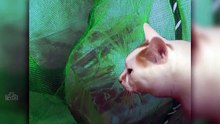 Horror cat