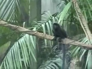 Peur, moi, jamais...