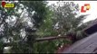 Trees Uprooted Across Balasore Due To Cyclone Yaas
