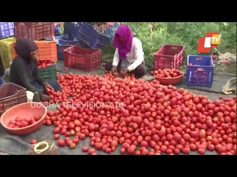 Bhopal Farmers Dump Tomatoes On Road Due To 'Loss'